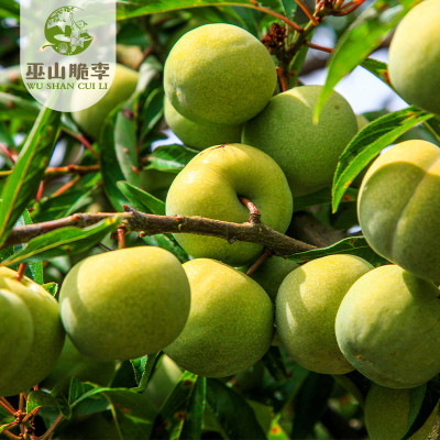 巫山脆李 中华名果   48枚礼品装（单果重45g-55g）图3