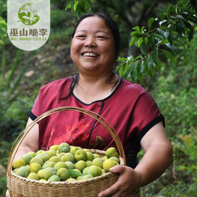 巫山脆李 中华名果   48枚礼品装（单果重45g-55g）图5