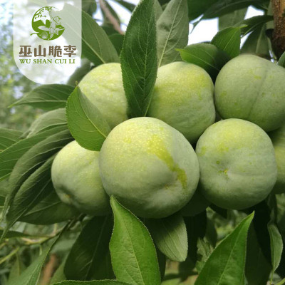 巫山脆李热卖中！60枚礼盒装（单果重38g-44g）图2