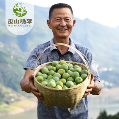 巫山脆李热卖中！60枚礼盒装（单果重38g-44g）图4